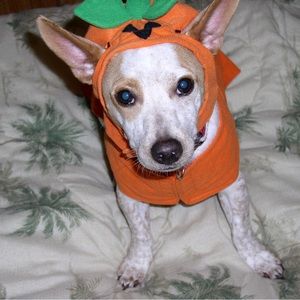 Adorable Dog Pumpkin Halloween Costume